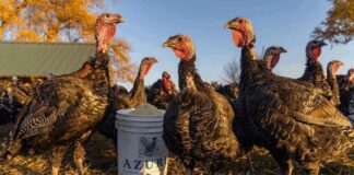 Indian scientists predict how bird flu could spread to humans