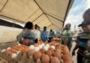 Egg Glut Relief: Poultry farmers set up with lower prices at Joy FM X’mas Egg Market
