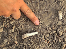 Scientists solve mystery of 3.4-million-year-old foot bones discovered in Ethiopia