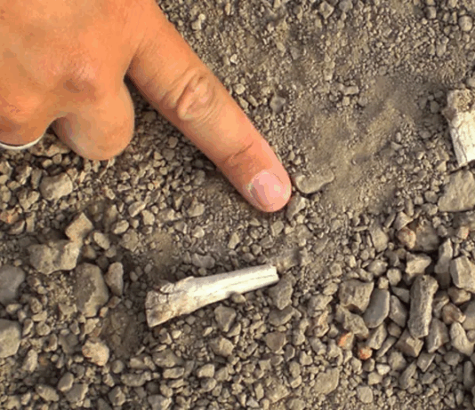 Scientists solve mystery of 3.4-million-year-old foot bones discovered in Ethiopia