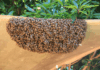 GNFS saves Laribanga Police Station from bee swarm