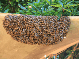 Bees frustrate traders at Suhum Amponsah market