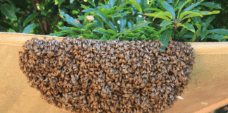 GNFS saves Laribanga Police Station from bee swarm