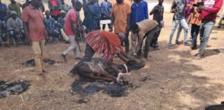 Chief priest performs purification rites, invokes curse on anyone who rekindles Gbeniyiri violence