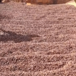 Provide needed inputs to boost cocoa and rice production – Akutuase farmers to government