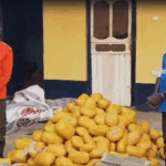 Driver and mate arrested with 396 parcels of suspected cannabis in Yeji