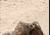 Farmer rescues bird with ring tag from Belgium in Assin North