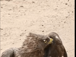 Farmer rescues bird with ring tag from Belgium in Assin North