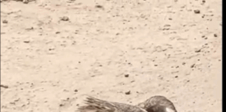 Migratory hawk rescued in Assin North dies; autopsy to determine cause