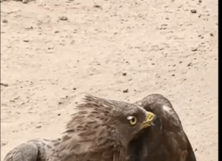 Migratory hawk rescued in Assin North dies; autopsy to determine cause