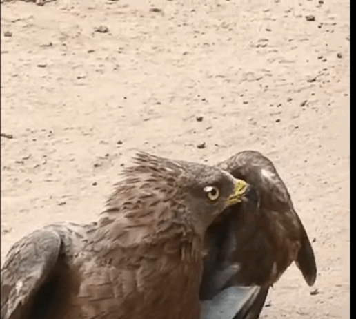 Migratory hawk rescued in Assin North dies; autopsy to determine cause