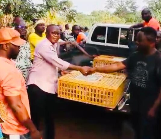Asunafo North Assembly distributes 10,000 birds under Nkoko Nkitinkiti initiative