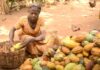 Cocoa farmers decry adverse impact of producer price cut on livelihoods