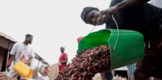 Ivory Coast unsold cocoa stocks set to soar if price standoff persists Ivory Coast cocoa