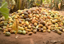 We must rethink cocoa processing strategy – Former MP