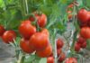 Ghana must rethink her Agric policy: Former tomato farmer laments nation’s missed opportunity