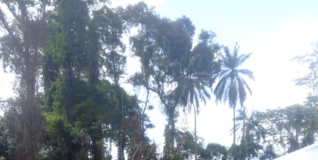 Forestry Commission foils armed attack at Subri River forest reserve