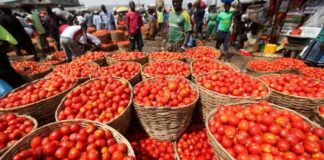 Government to engage Burkina Faso over fresh tomato export suspension