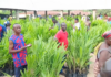 Gov’t secures $500m oil palm financing facility to boost plantations, create jobs