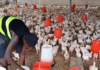 Nkoko Nkitinkiti: Over 700 beneficiaries receive chicks in West Akyem