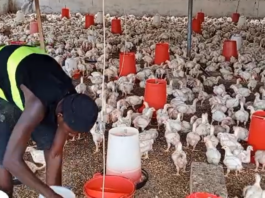 Nkoko Nkitinkiti: Over 700 beneficiaries receive chicks in West Akyem