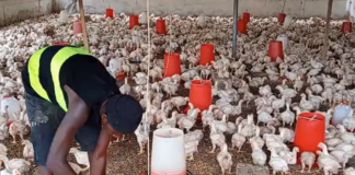 Nkoko Nkitinkiti: Over 700 beneficiaries receive chicks in West Akyem