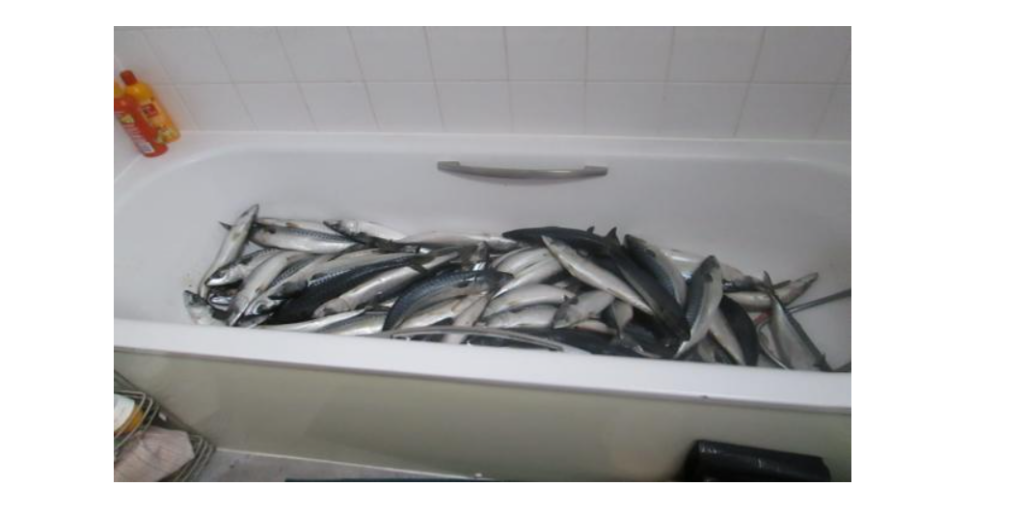 Ghanaian jailed in UK for processing ‘koobi’ from his residential flat