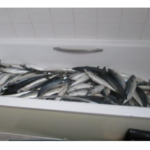 Ghanaian jailed in UK for processing ‘koobi’ from his residential flat