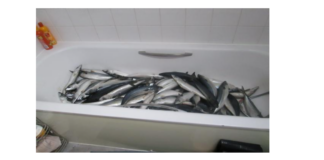 Ghanaian jailed in UK for processing ‘koobi’ from his residential flat Ghanaian jailed in UK for processing ‘koobi’ from his residential flat