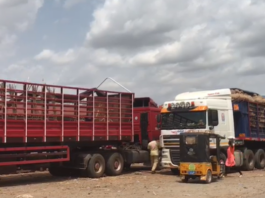 59 Ghanaian onion trucks locked in Nigeria amid trade dispute