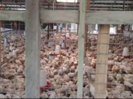 Poultry farmers plead for government support to reduce frozen chicken imports