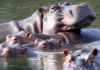 Colombian officials plan to cull 80 hippos linked to Pablo Escobar