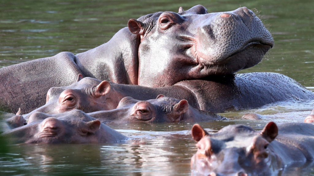Colombian officials plan to cull 80 hippos linked to Pablo Escobar