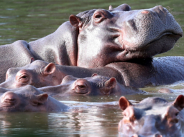 Colombian officials plan to cull 80 hippos linked to Pablo Escobar