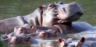 Colombian officials plan to cull 80 hippos linked to Pablo Escobar