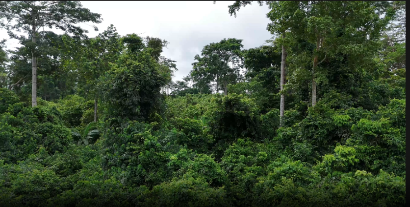 JoyNews checks reveal massive destruction of Oda forest reserve as chiefs call for immediate action