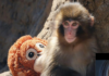 Two US nationals arrested over stunt at enclosure of famous monkey Punch