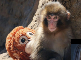 Two US nationals arrested over stunt at enclosure of famous monkey Punch
