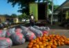 Tema Police intercept suspected Indian hemp shipment on Tema–Ada road, one arrested