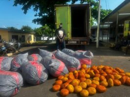 Tema Police intercept suspected Indian hemp shipment on Tema–Ada road, one arrested