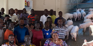 Pig farmers demand “Prako Nkitinkiti” support to mirror government’s poultry initiative