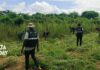 Police destroy 400-acre cannabis farm in Peki