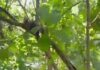 Young lady found dead on tree at Atwima Mponua District