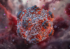 Hantavirus outbreak nearing its end, WHO chief says