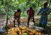 ICI child protection efforts expand across West Africa’s cocoa communities