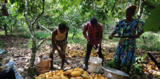ICI child protection efforts expand across West Africa’s cocoa communities