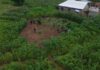 14 arrested for cultivating and distributing ‘wee’ at Daliga