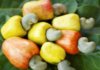 Ghana processes less than 6% of cashew output as farmers face price plunge