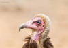 The vulture of silence – Kurom AyÉ› Dinn – Occasional Kwatriot Kwesi Yankah writesÂ