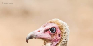 The vulture of silence – Kurom Ayɛ Dinn – Occasional Kwatriot Kwesi Yankah writes